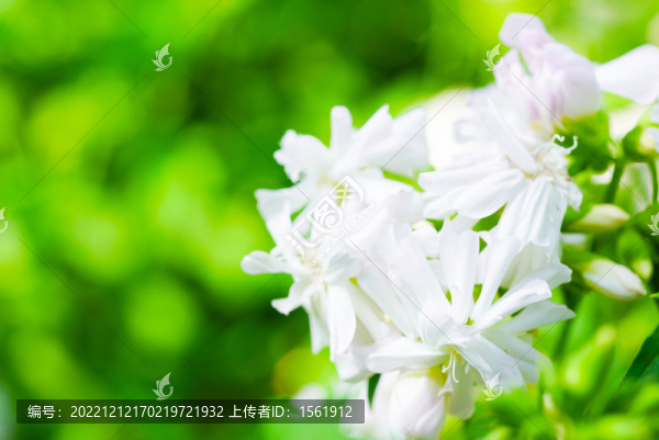 玉簪花