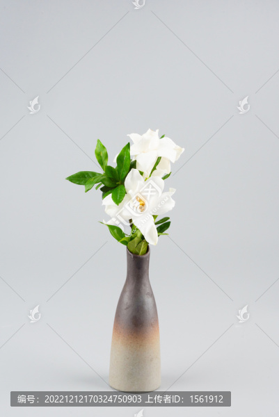 梔子花