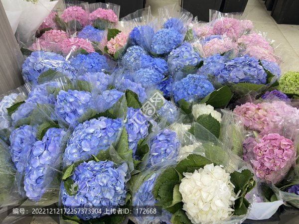 繡球花