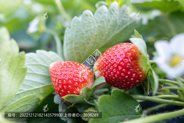 奶油草莓種植