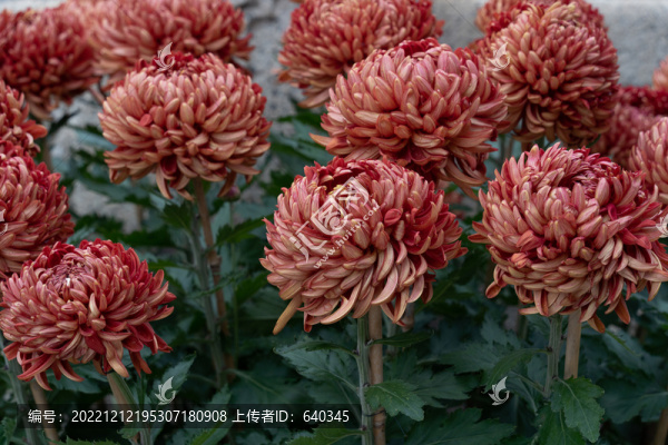 五彩菊花展