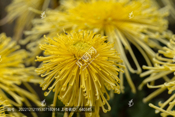 五彩菊花展