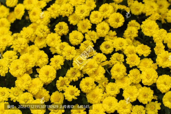 五彩菊花展