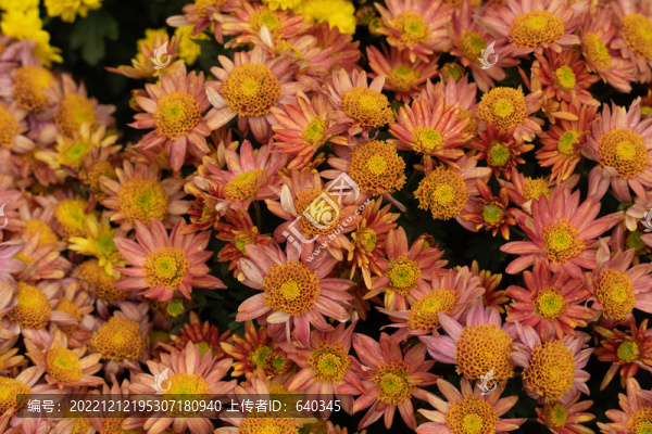 五彩菊花展