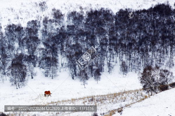 雪地白雪