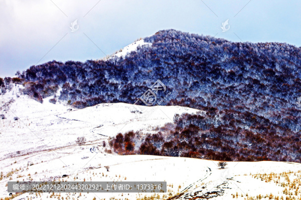 雪地白雪