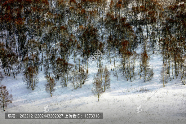 雪地白雪