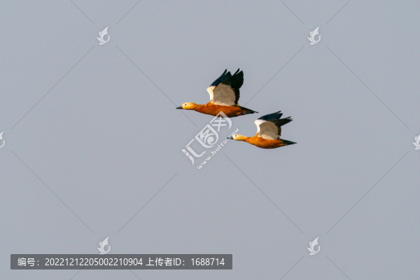 赤麻鴨