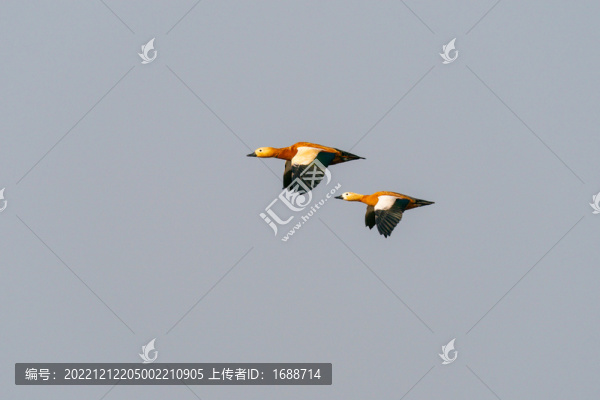 赤麻鴨