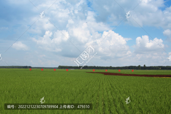 水稻田水田