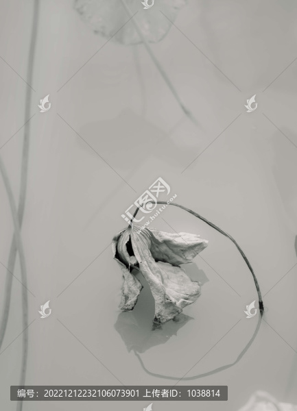 殘荷