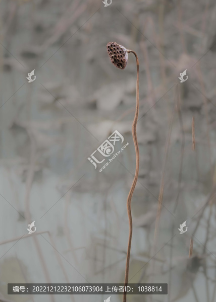 殘荷