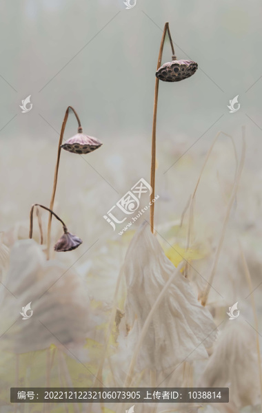 殘荷