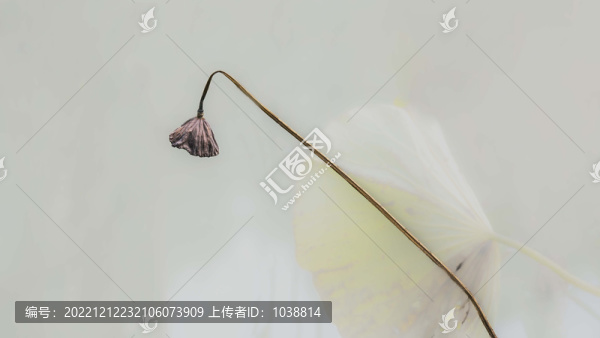 殘荷