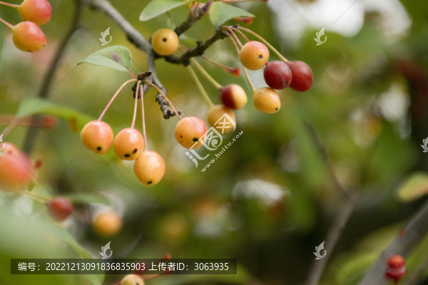 彩色海棠果