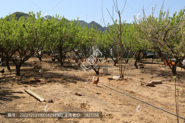 散養(yǎng)雞