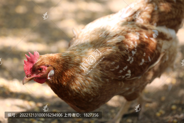 散養(yǎng)雞