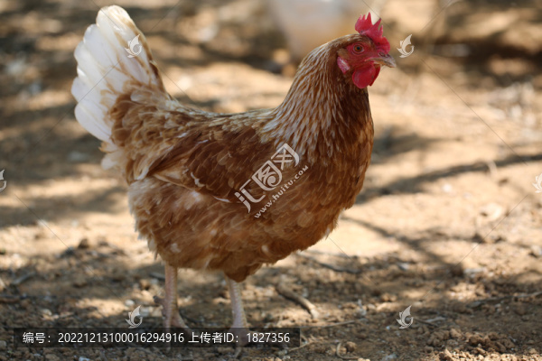 散養(yǎng)雞