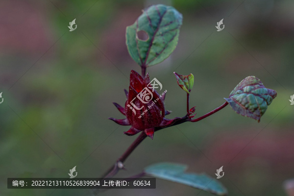 玫瑰茄