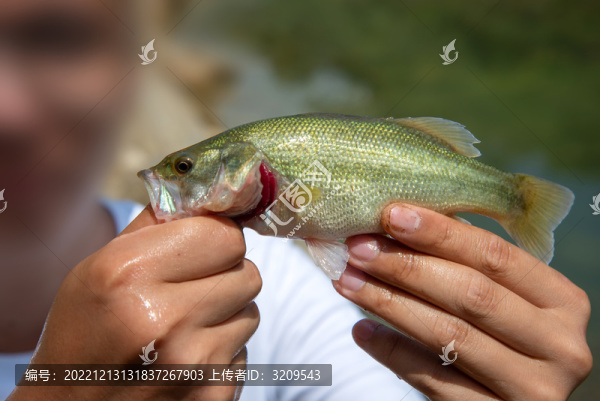 水產(chǎn)專家檢查大口黑鱸魚苗