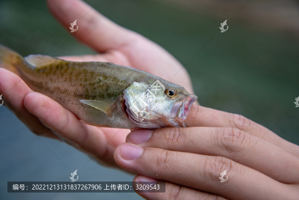 水產(chǎn)專家檢查大口黑鱸魚苗