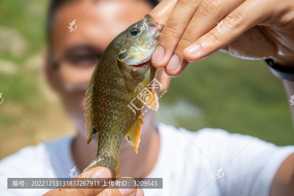 水產(chǎn)專家檢查太陽魚魚苗