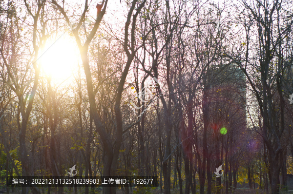 秋天的樹林