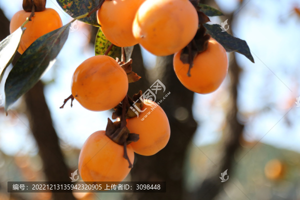秋柿子