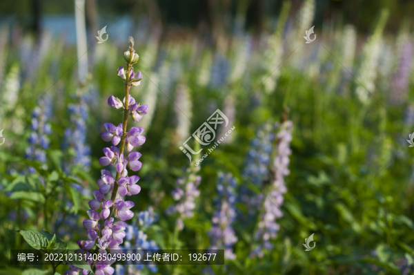 魯冰花