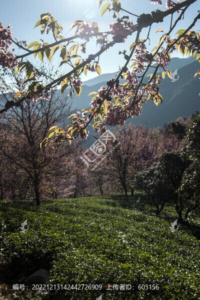 櫻花谷
