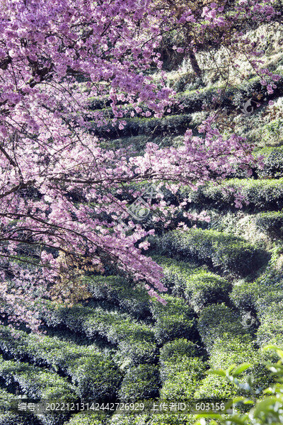 櫻花谷