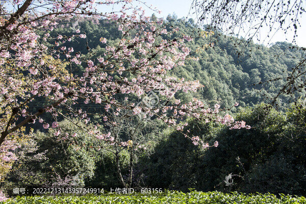 櫻花谷