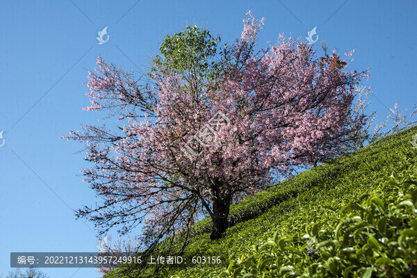 櫻花谷