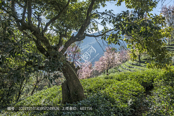 櫻花谷