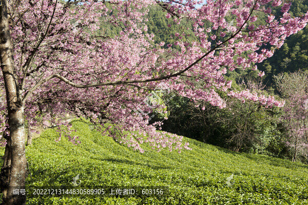 櫻花谷