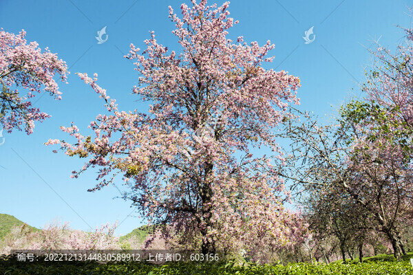 櫻花谷