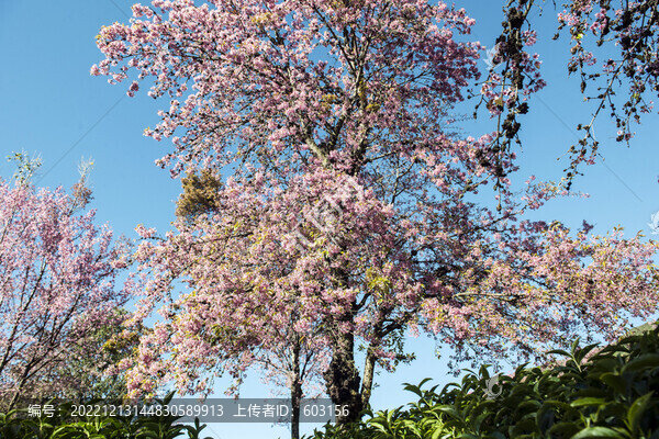 櫻花谷
