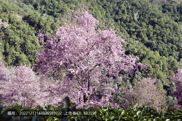 櫻花谷