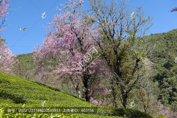 櫻花谷
