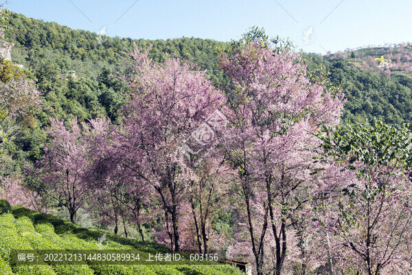 櫻花谷