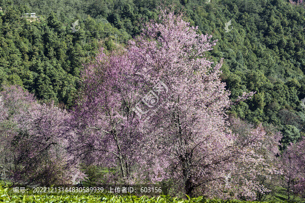 櫻花谷
