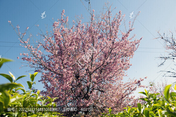 櫻花谷