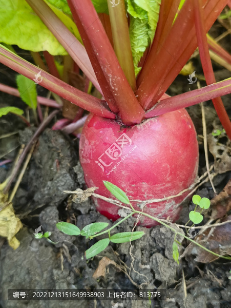 菜地紅蘿卜