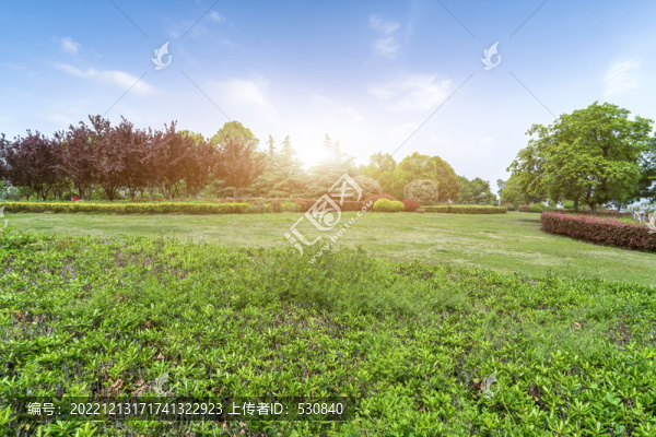 藍(lán)天草地綠樹林