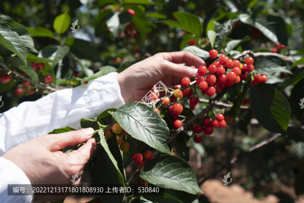 采摘新鮮水果紅櫻桃