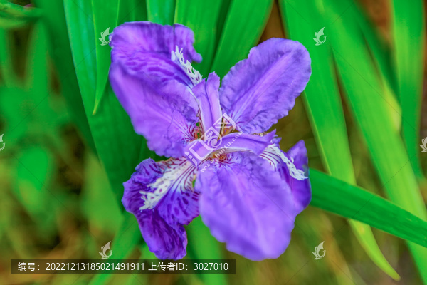 績(jī)溪紫園蘭花
