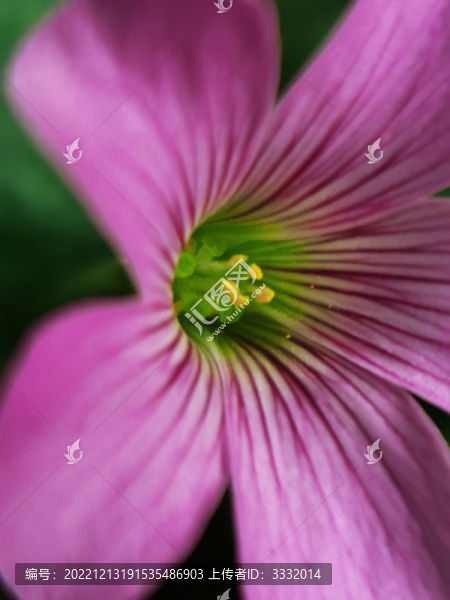 紫竹梅花