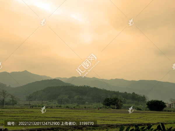 田野