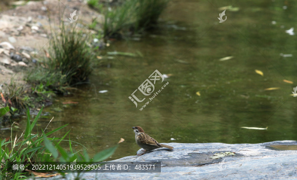 麻雀