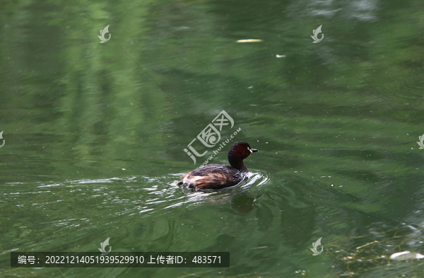 水鳥